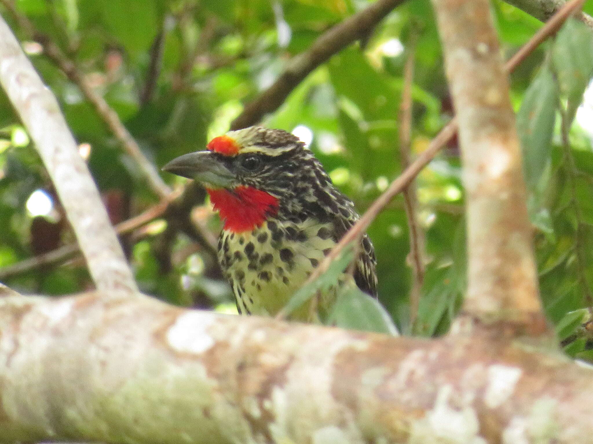 Image of Black-spotted Barbet