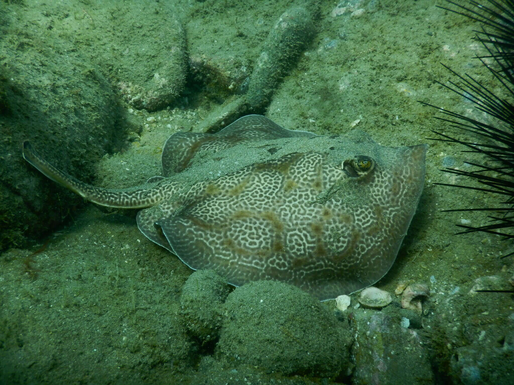 Image of Central American round stingray