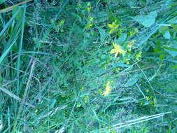 صورة Hypericum formosum Kunth