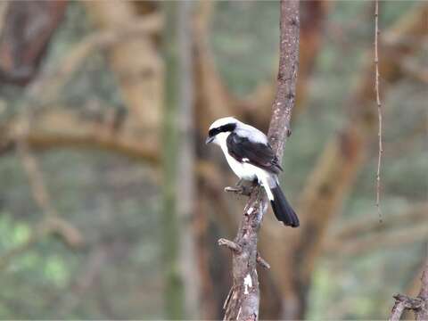 Image of Grey-backed Fiscal