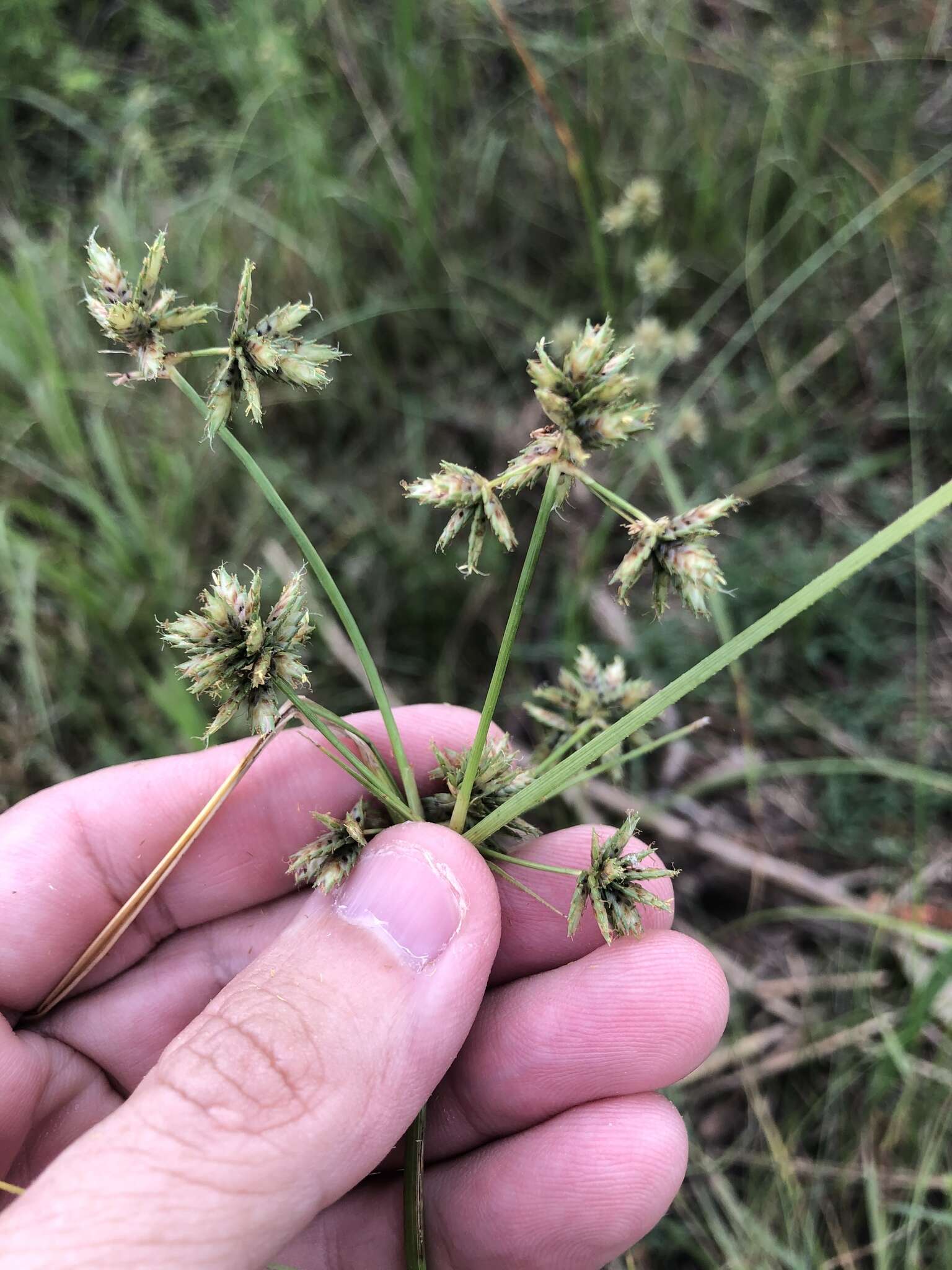 Imagem de Cyperus elegans L.