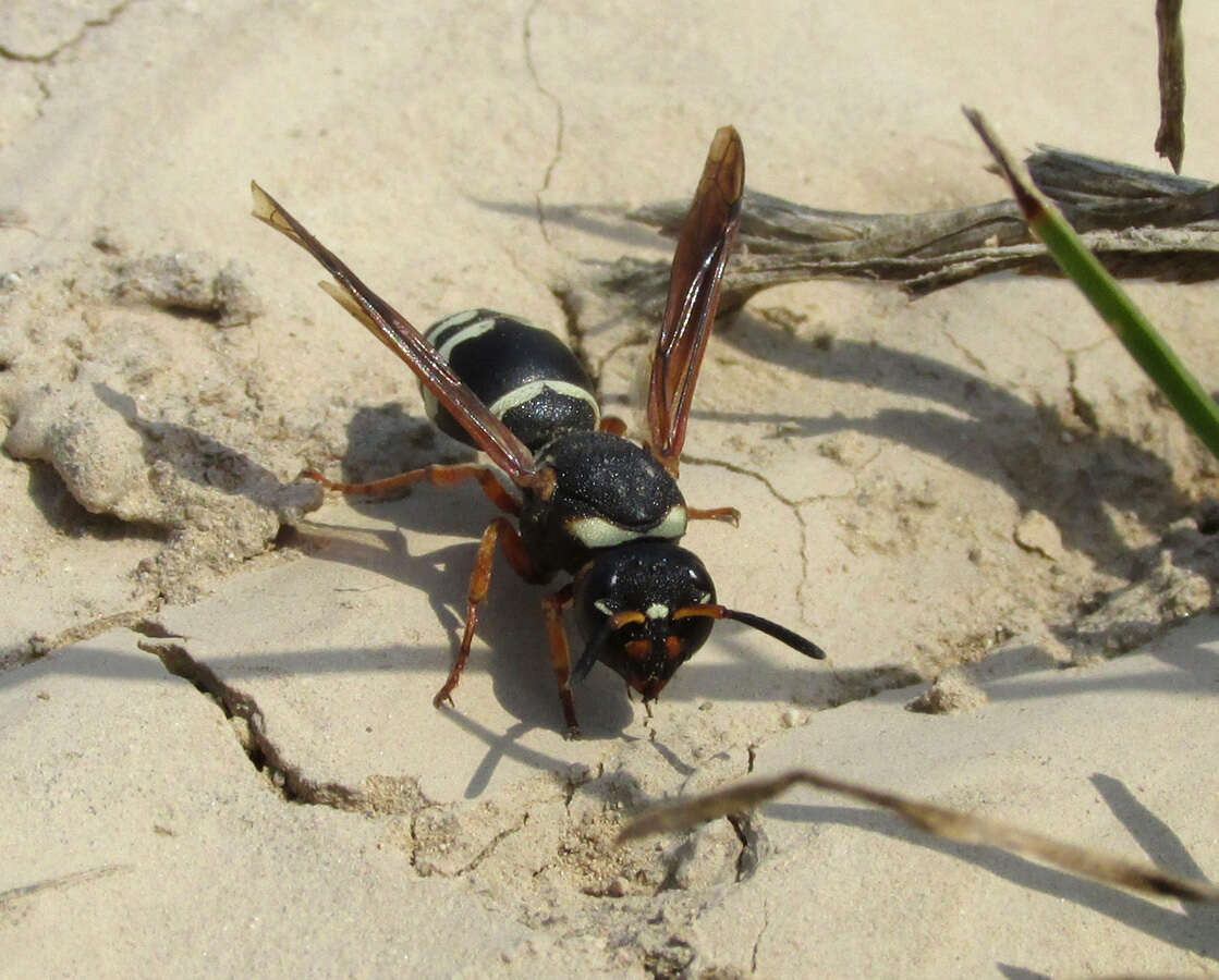 Image of Tropidodynerus interruptus (Brulle 1832)