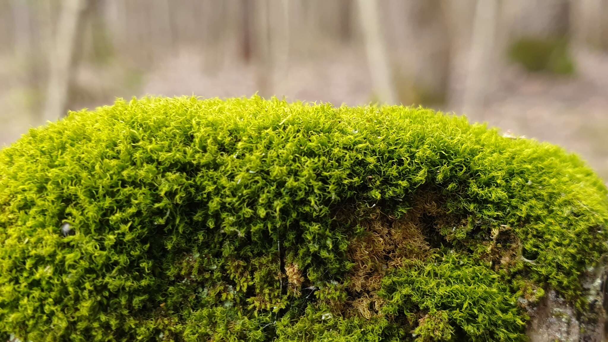 Image of montane dicranum moss