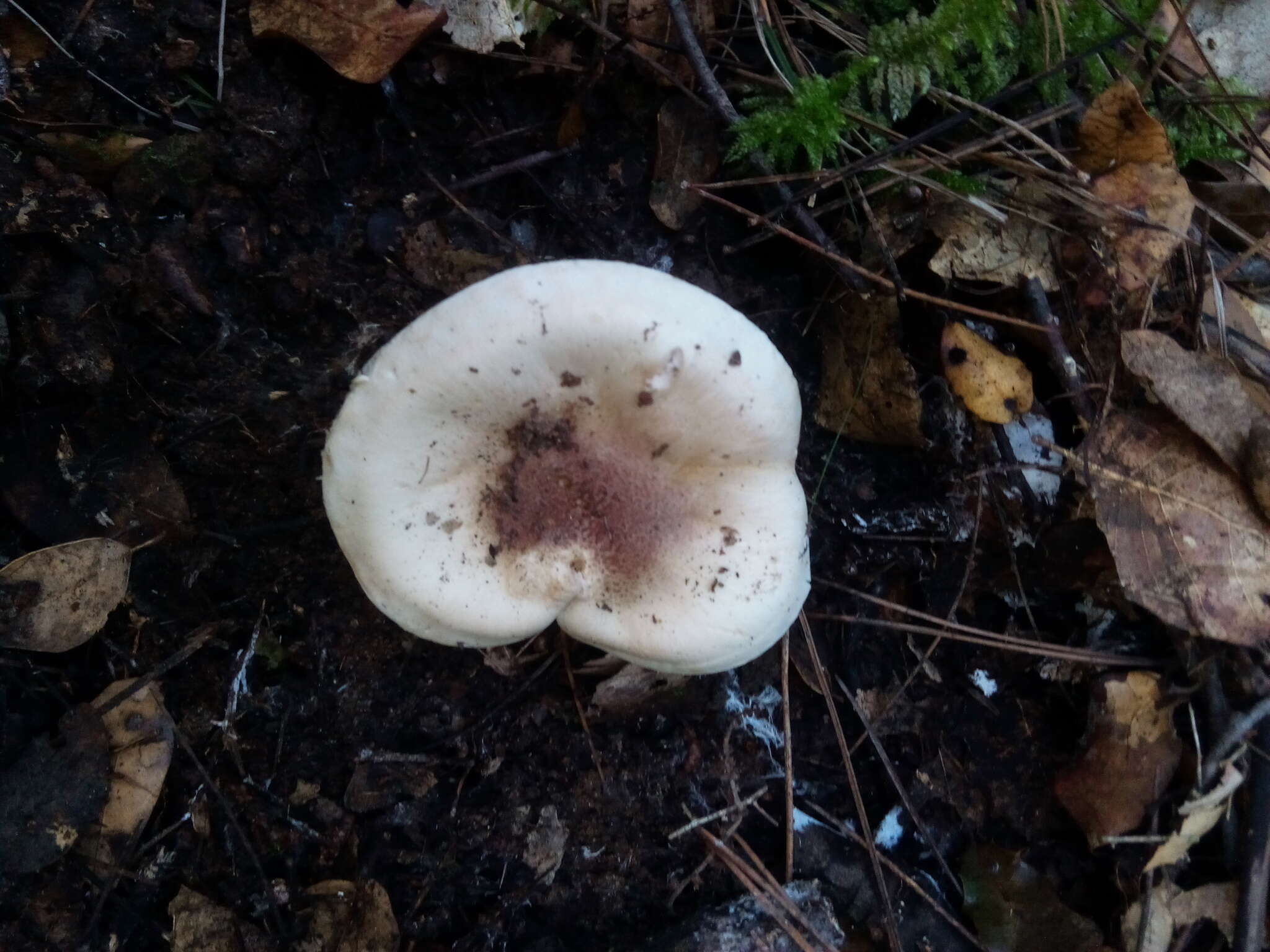 Image of Hygrophorus arbustivus Fr. 1836