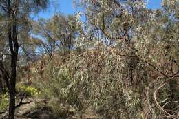 Слика од Eucalyptus caesia subsp. caesia