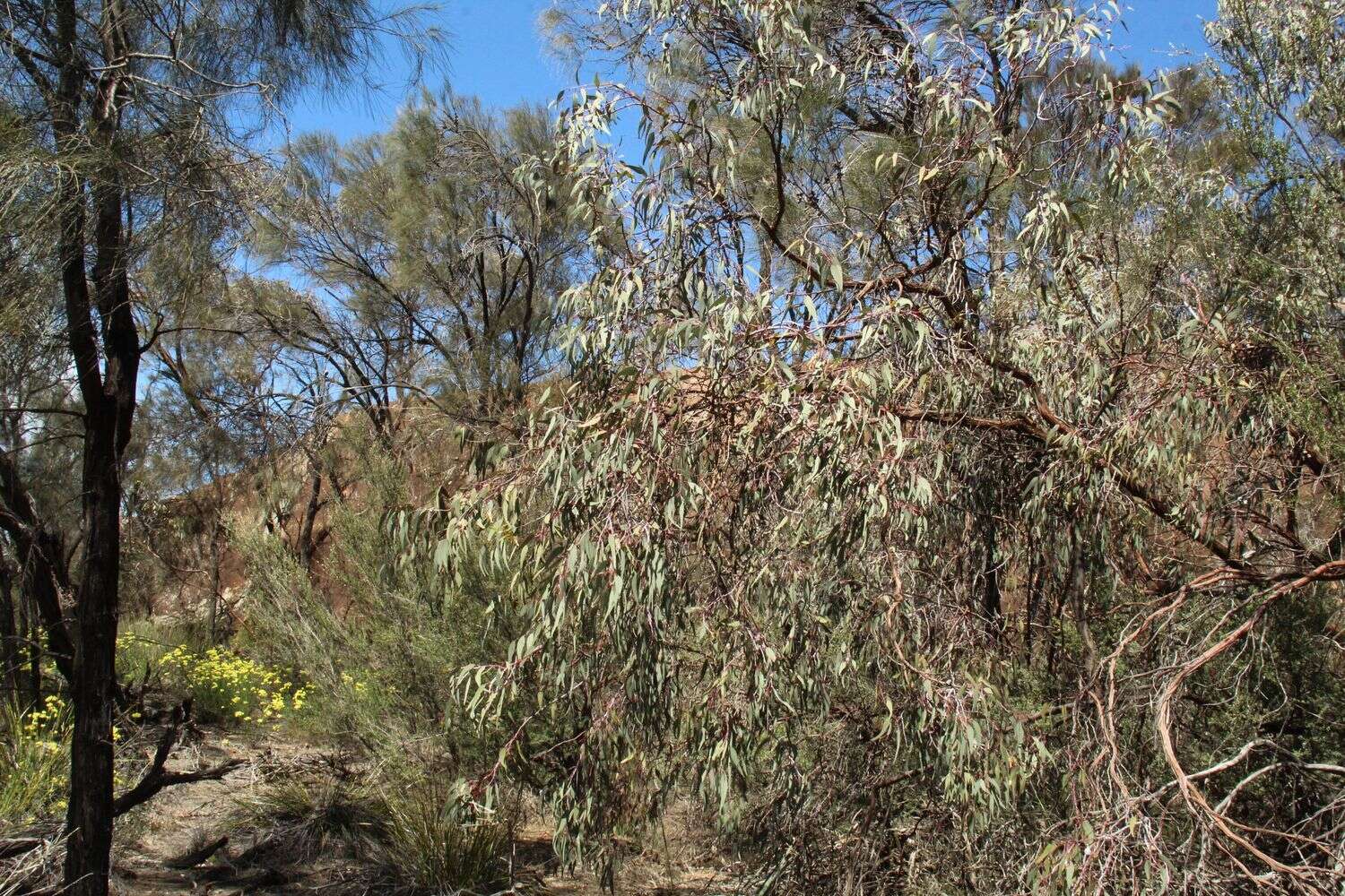 Image of Eucalyptus caesia subsp. caesia