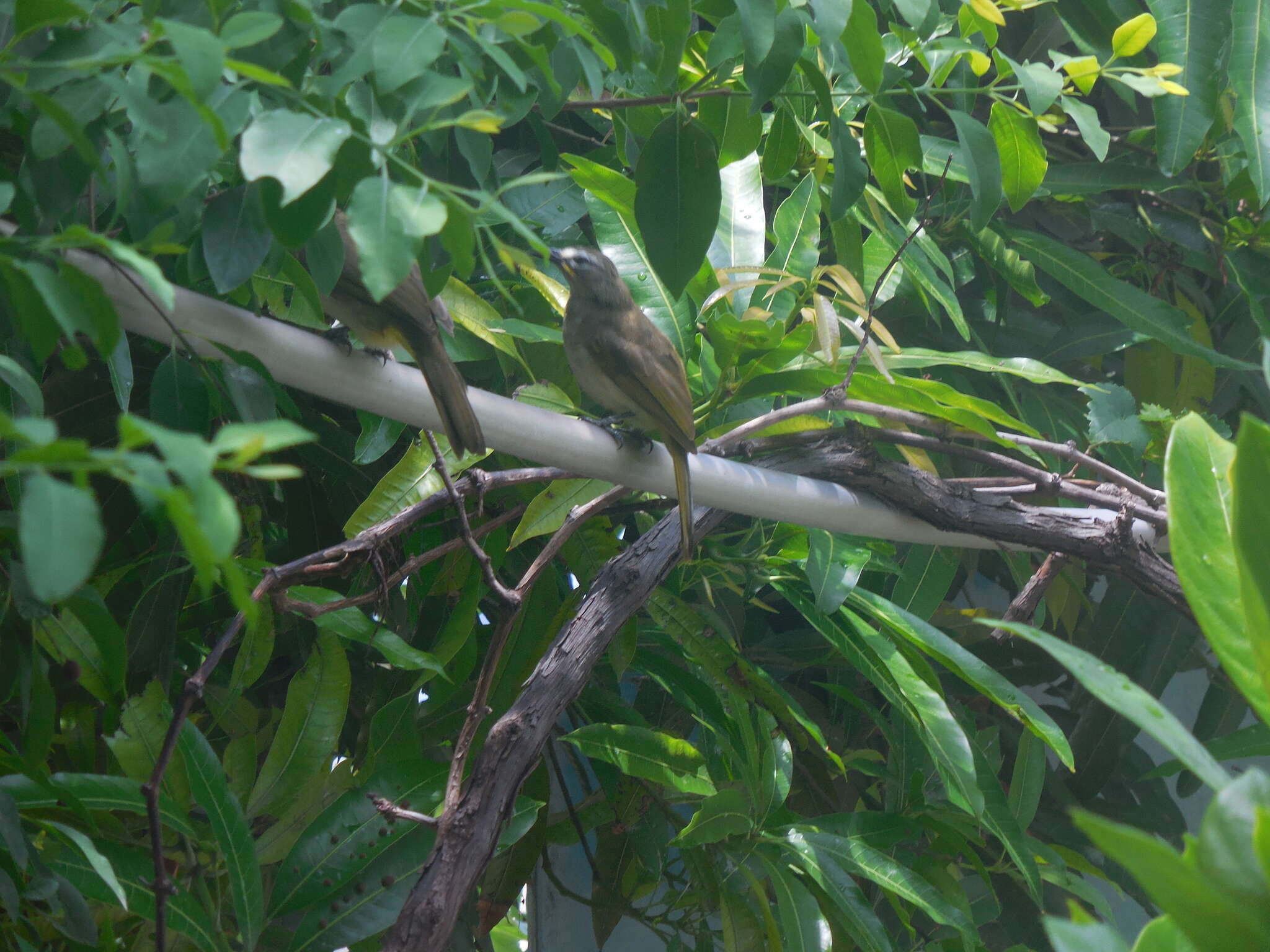 Image of White-browed Bulbul