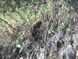 Image of Ecuadorian capuchin