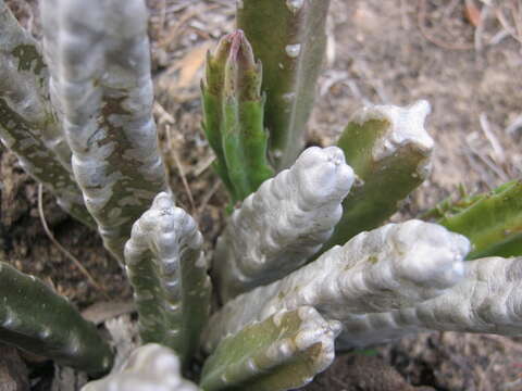 صورة <i>Stapelia <i>hirsuta</i></i> var. hirsuta