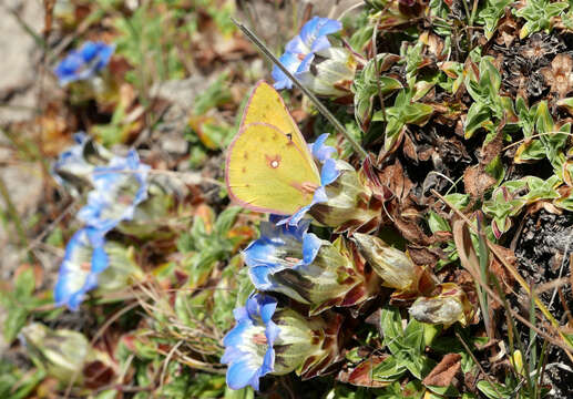 Image of Colias fieldii Ménétriès 1855