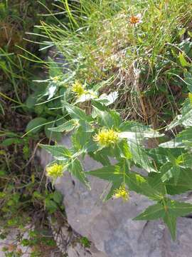 Image of Paederota lutea Scop.