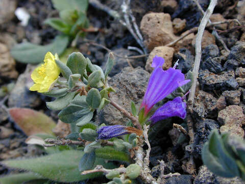 Image of Helianthemum thymiphyllum Svent.