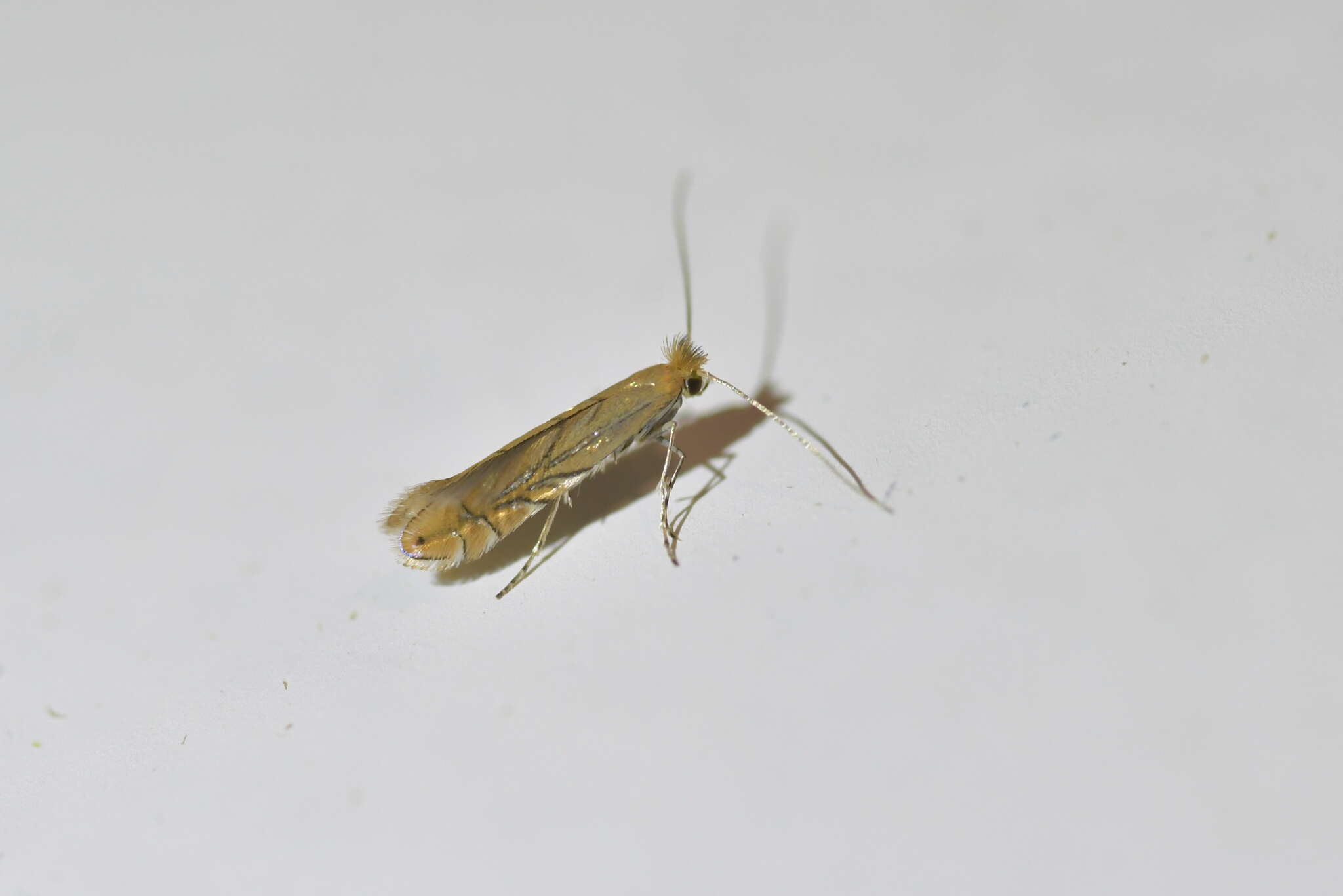 Phyllonorycter messaniella (Zeller 1846)的圖片