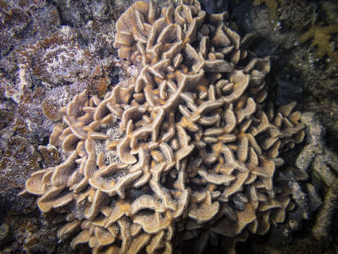 Image of leaf coral