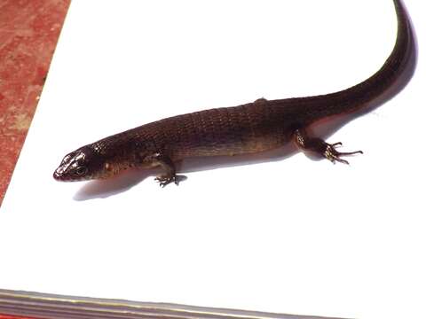 Image of Taylor's Largescale Lizard