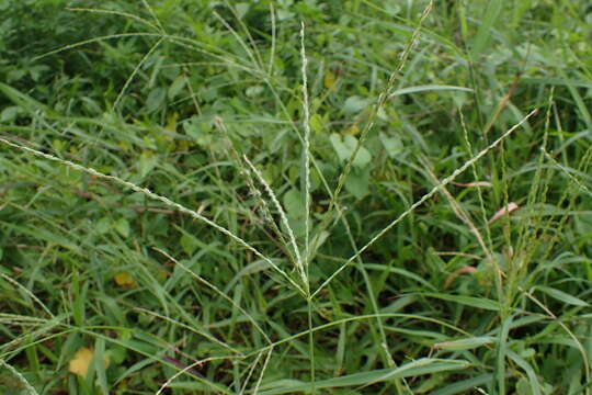 Image of Asian crabgrass