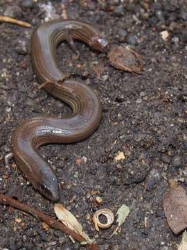 Image of Siamese Supple Skink