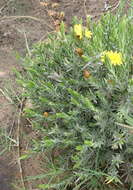 Image of Oedera pungens subsp. pungens