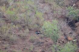 Image of Green Peafowl