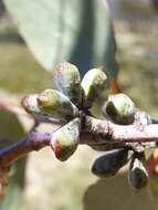 Image of Eucalyptus pauciflora subsp. debeuzevillei (Maiden) L. A. S. Johnson & Blaxell