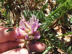 Imagem de Astragalus crassicarpus Nutt.