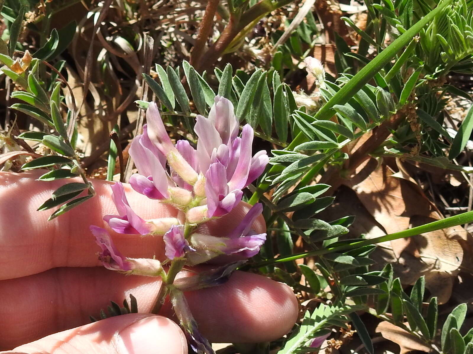 Sivun Astragalus crassicarpus Nutt. kuva