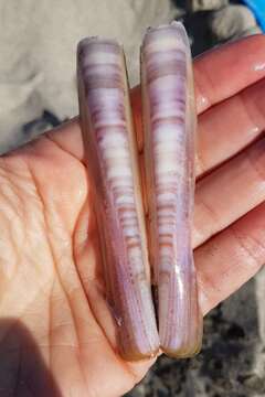 Image of minor jackknife clam