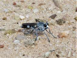 Image of Three-banded Robber Fly