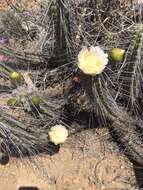 Image of Eulychnia vallenarensis
