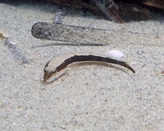 Image of Black flathead