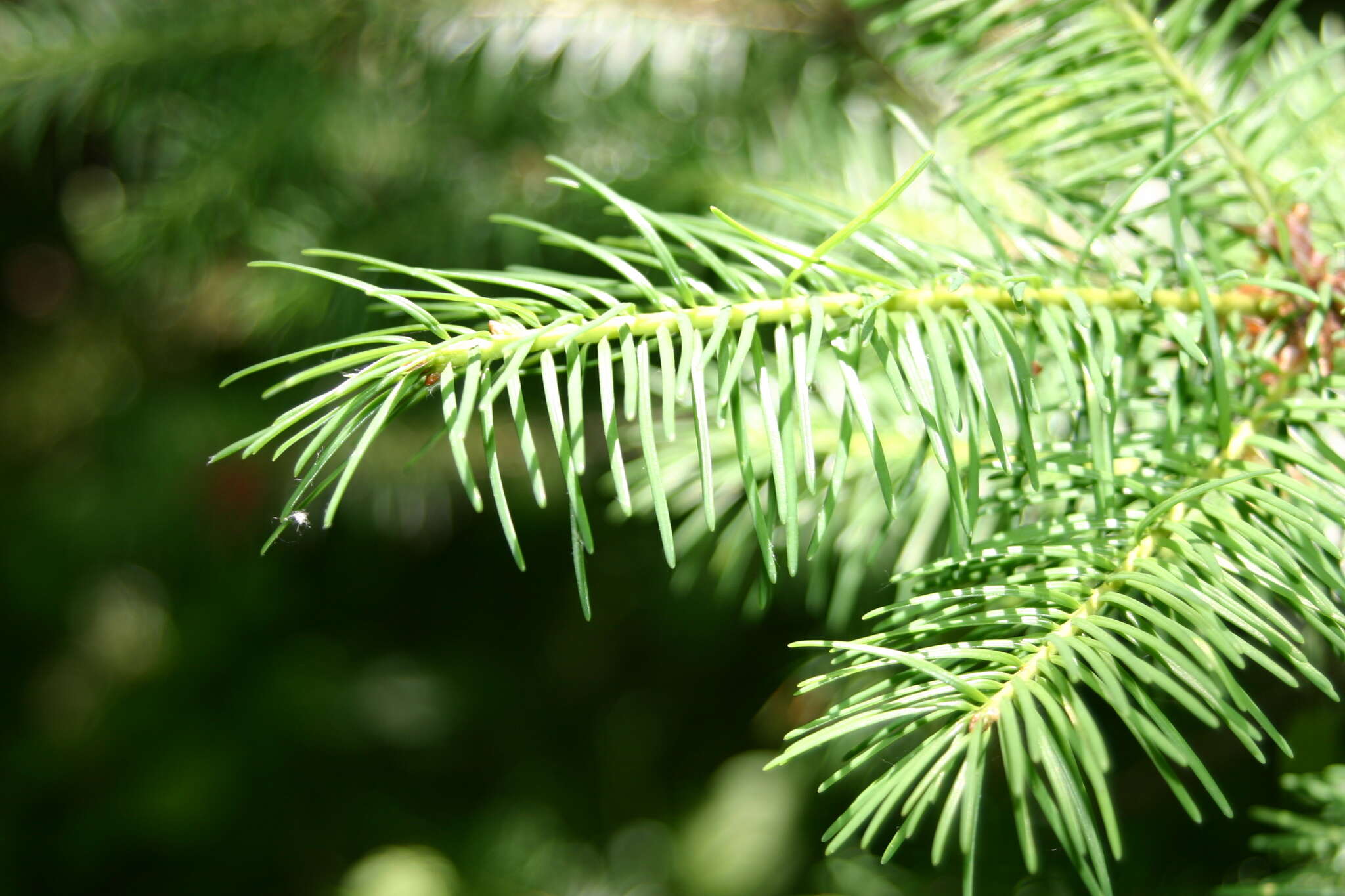 Image of Douglas-fir