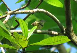 Image of Panamanian Tyrannulet