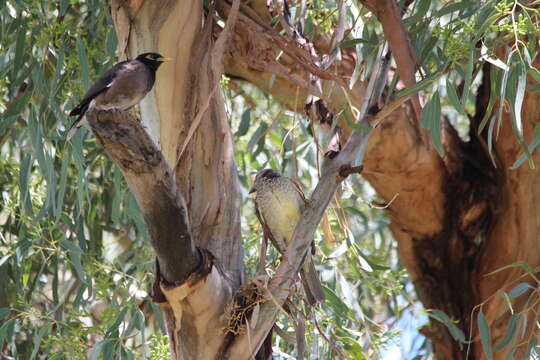 Image of Spotted Bowerbird