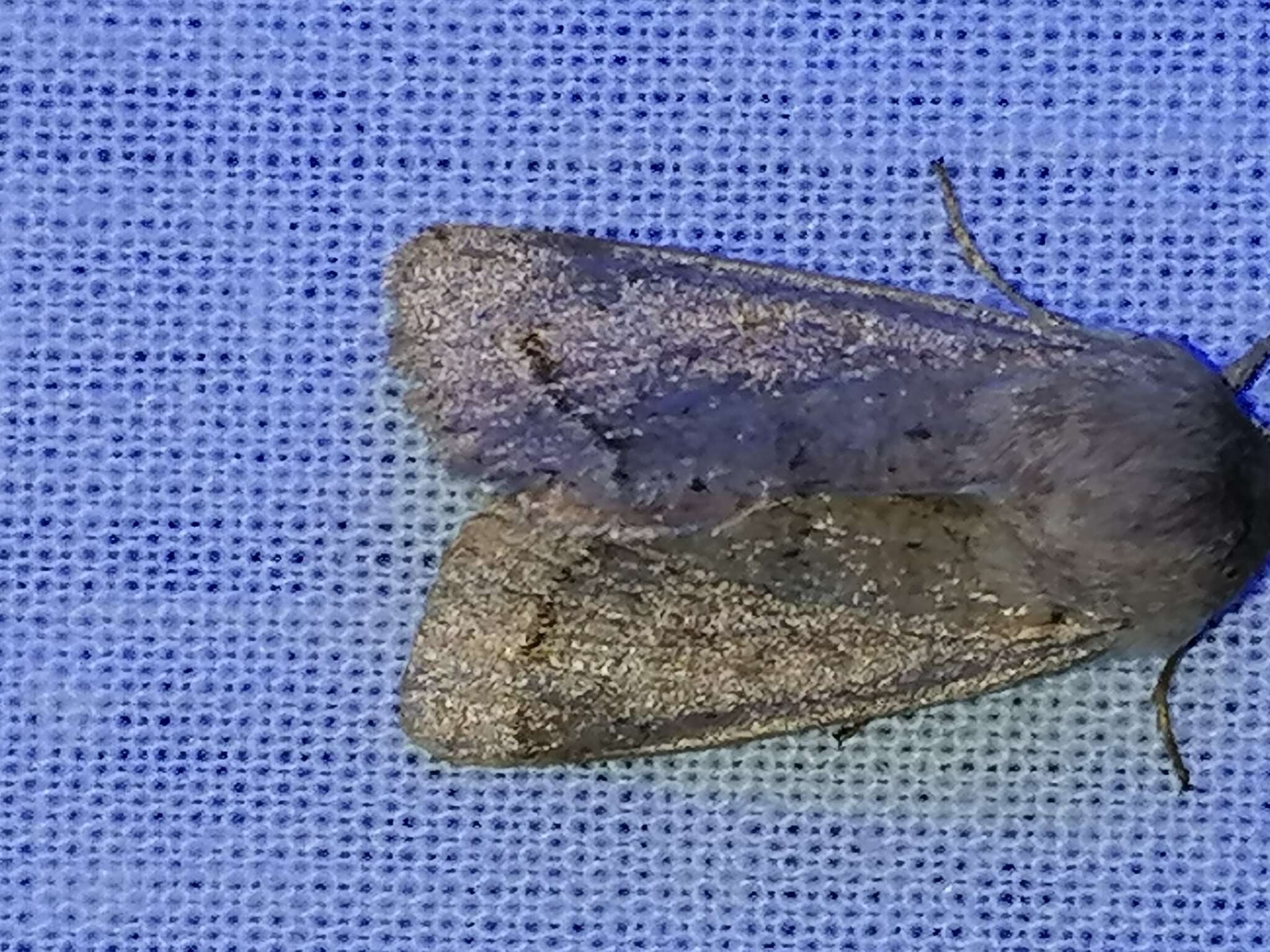 Orthosia populeti Fabricius 1781 resmi