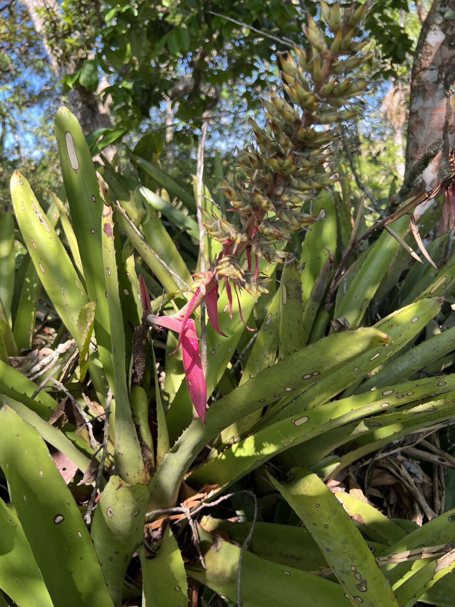 Image of Aechmea stenosepala L. B. Sm.