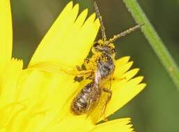 Lasioglossum sphecodoides (Smith 1853)的圖片