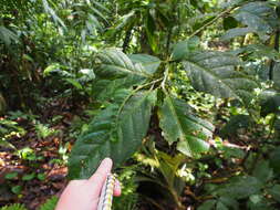 Image of Calatola costaricensis Standl.