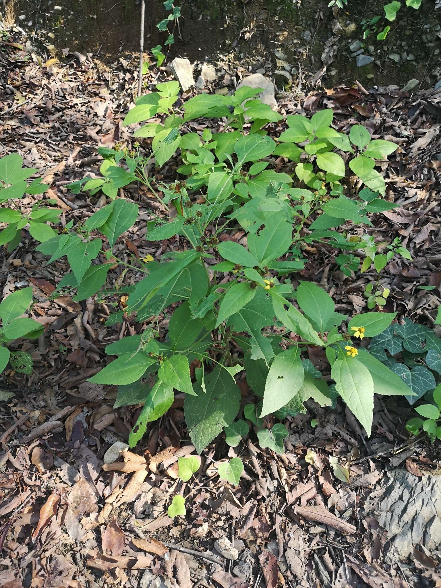 Image of Greenmaniella resinosa (S. Wats.) Sharp