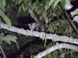Image of Andean White-eared Opossum