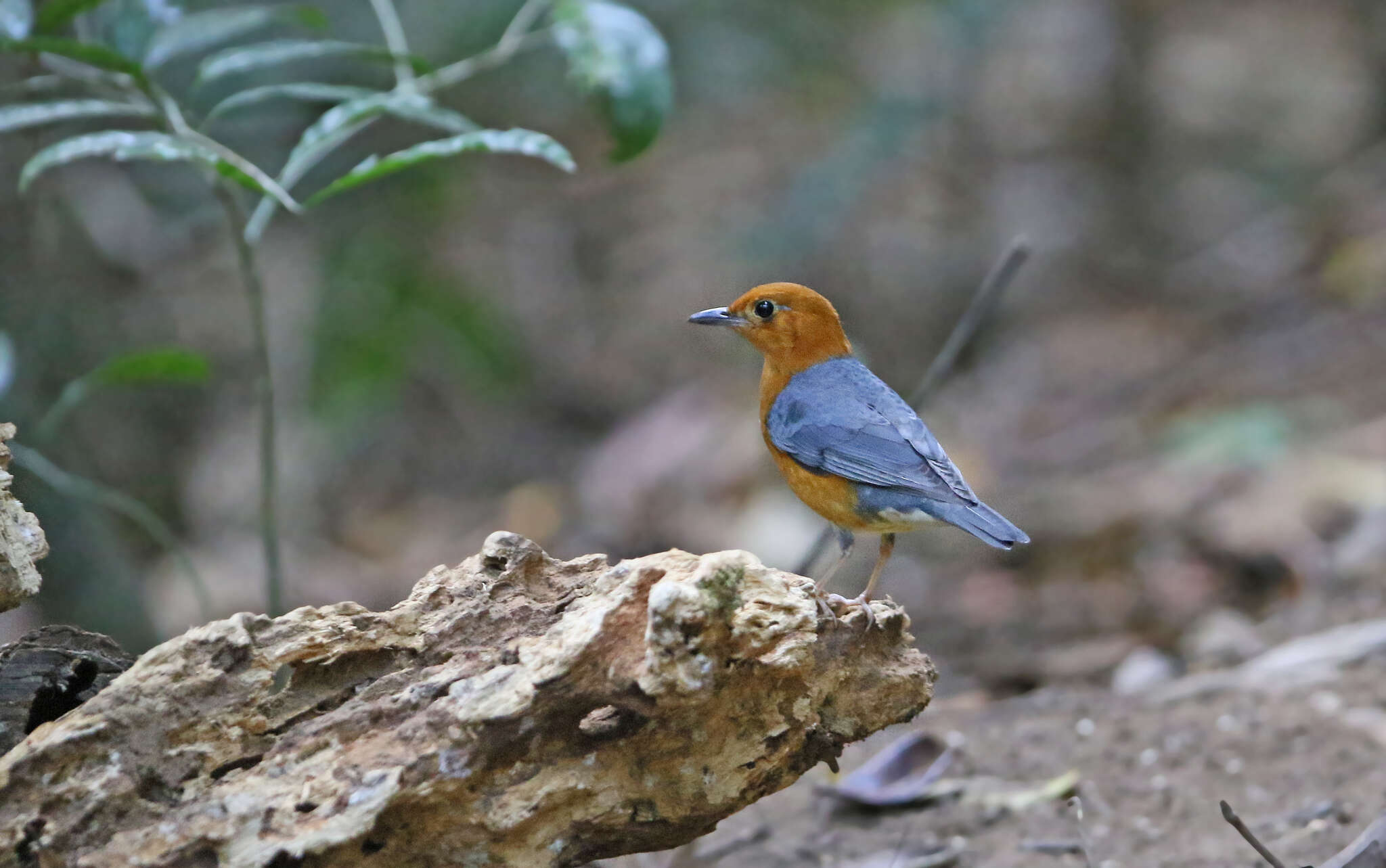 Image of Orange-headed Thrush