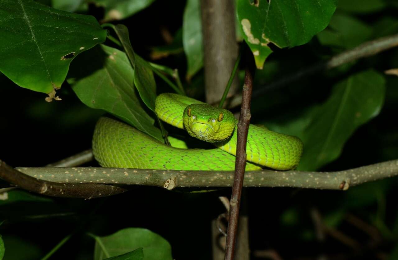 Image of Redtail (bamboo) Pit Viper