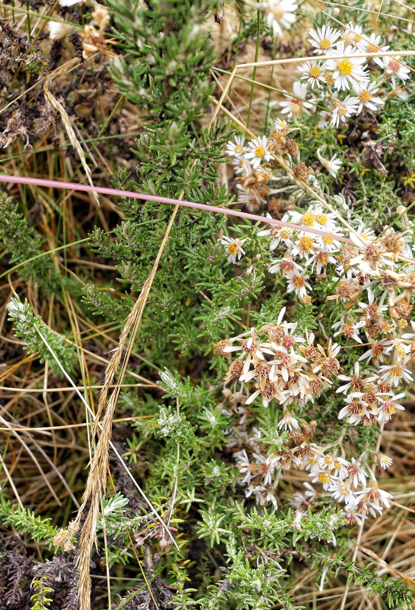 Image de Diplostephium barclayanum Cuatrec.