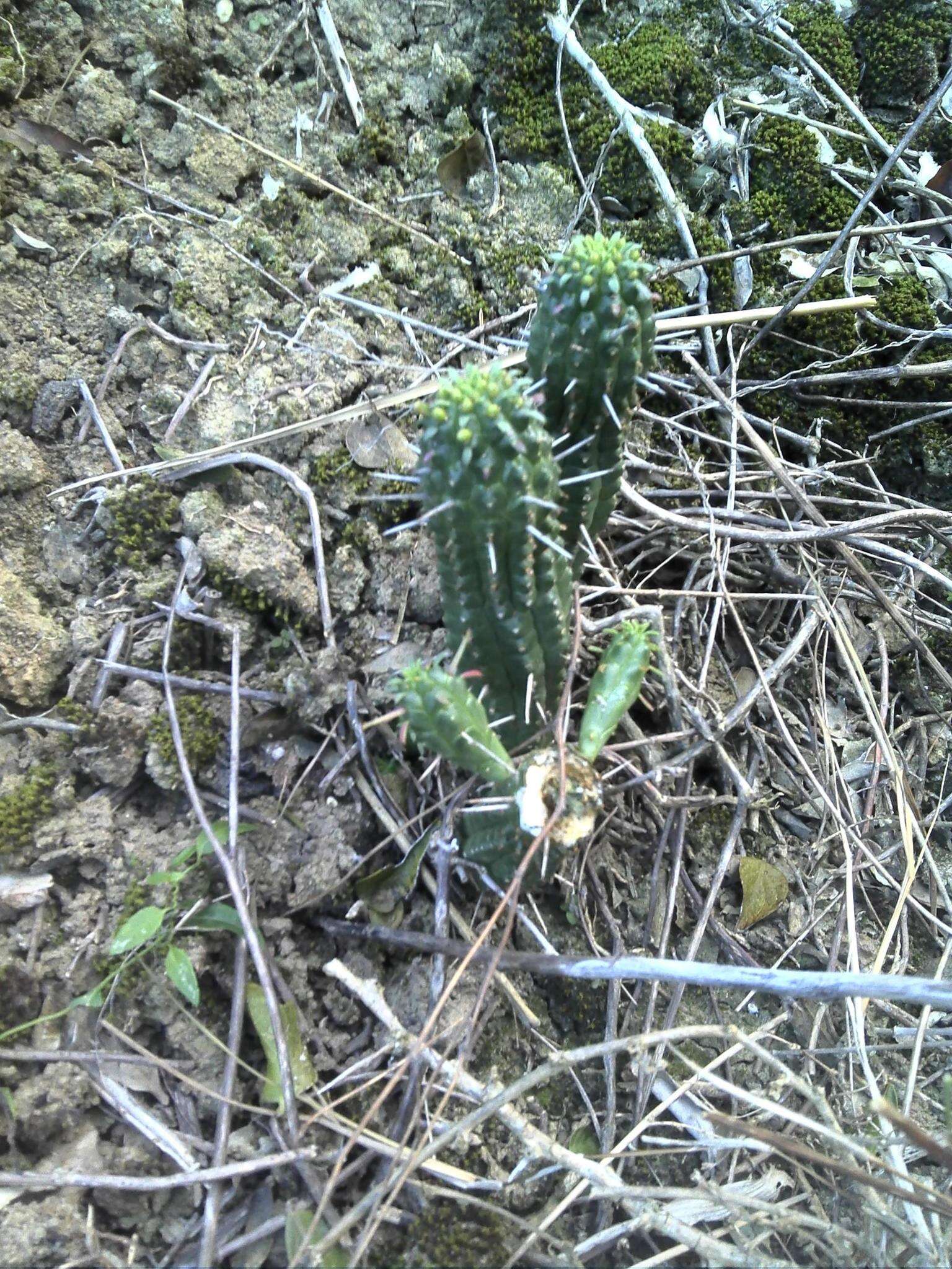 Слика од Euphorbia mammillaris L.