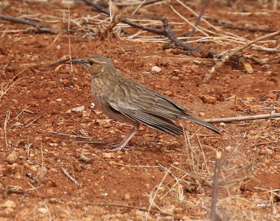 Image of Pink-breasted Lark