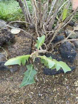 Image of Sonchus pinnatifidus Cav.