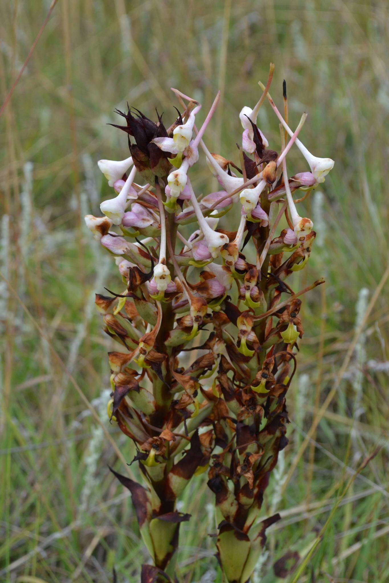 Image de Disa cooperi Rchb. fil.