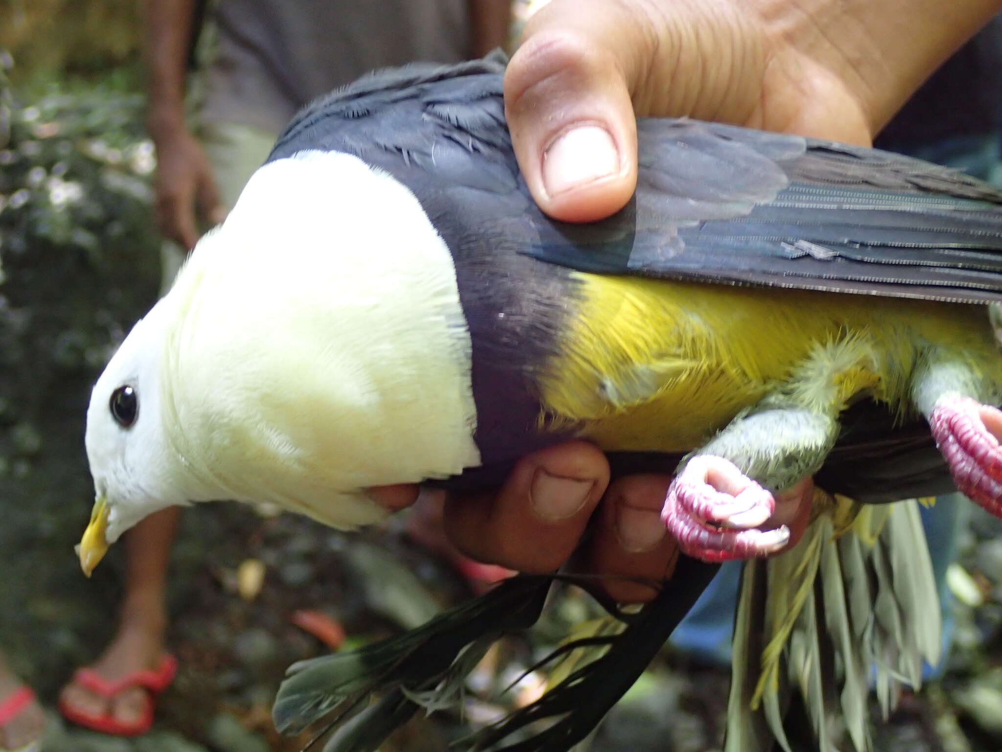 Image of Banded Fruit Dove