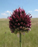 Image of Allium regelianum A. K. Becker