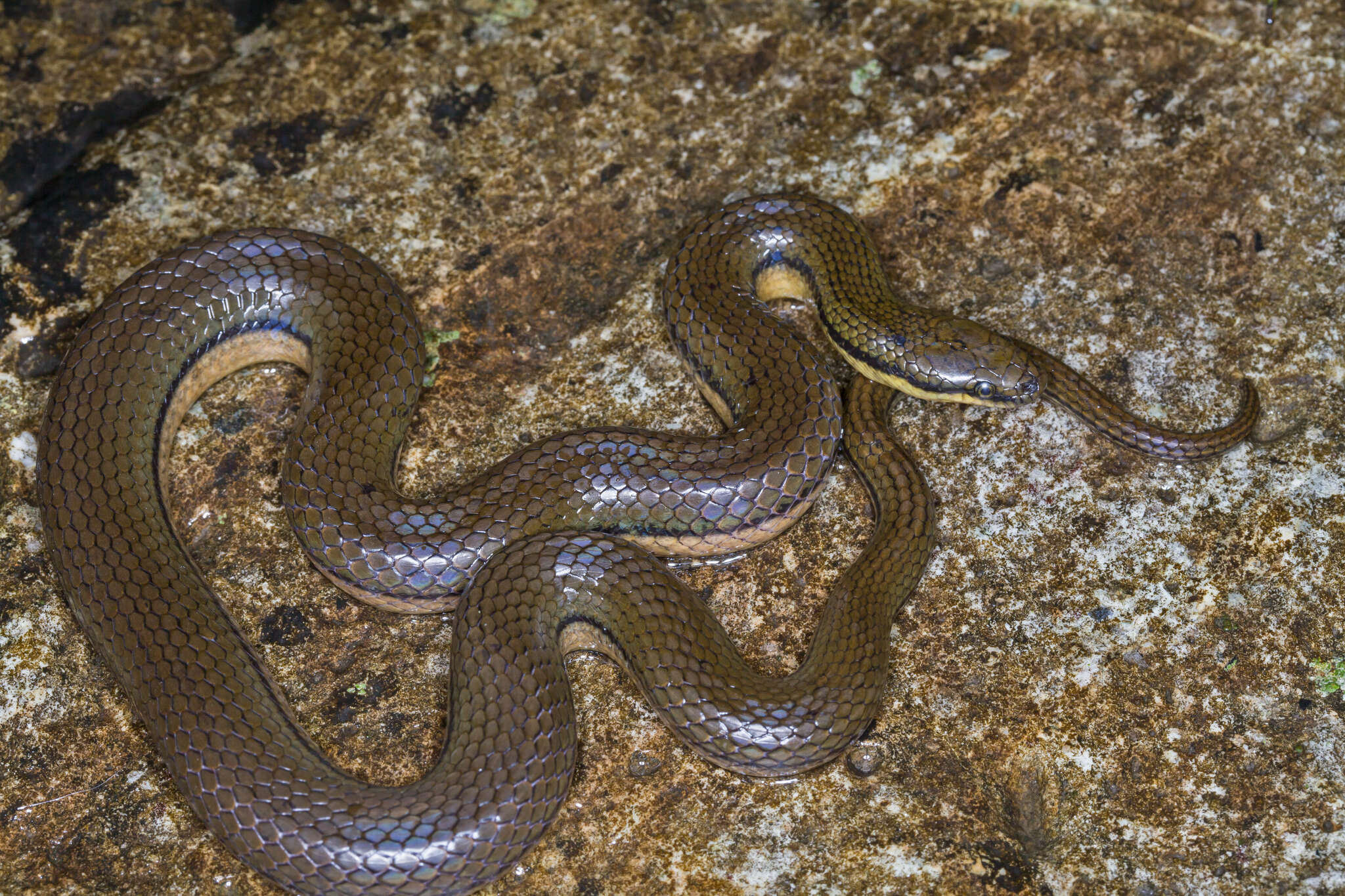 Image of Tonkin Mountain Keelback