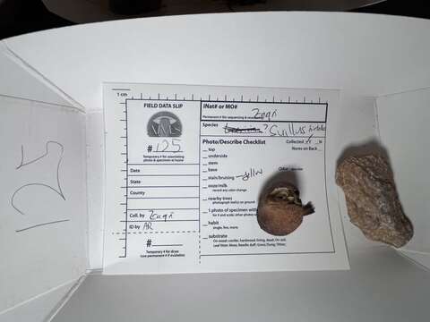 Image of Suillus hirtellus (Peck) Snell 1944